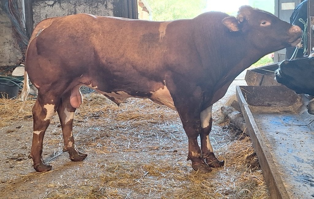 Stier dekstier, Animaux & Accessoires, Bovins, Mâle, 0 à 2 ans