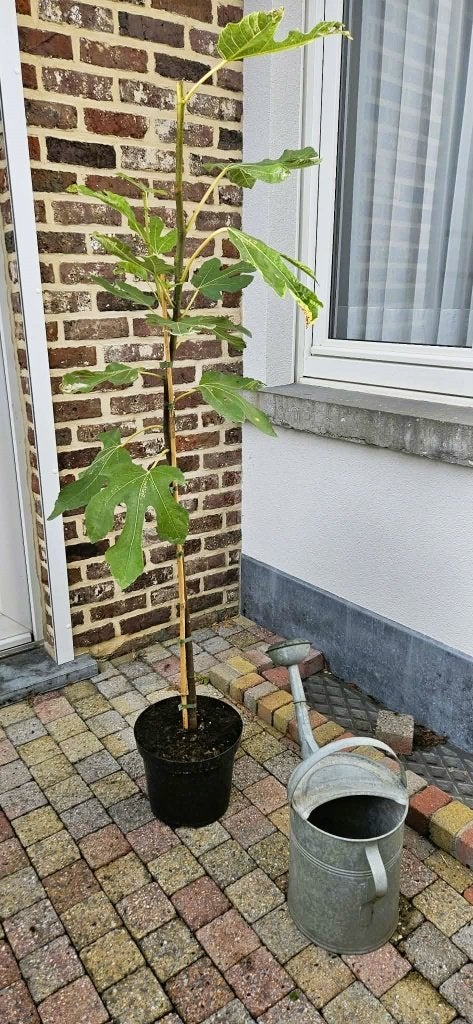 Vijgenboom plant Négronne, Tuin en Terras, Ophalen, Vijgenboom