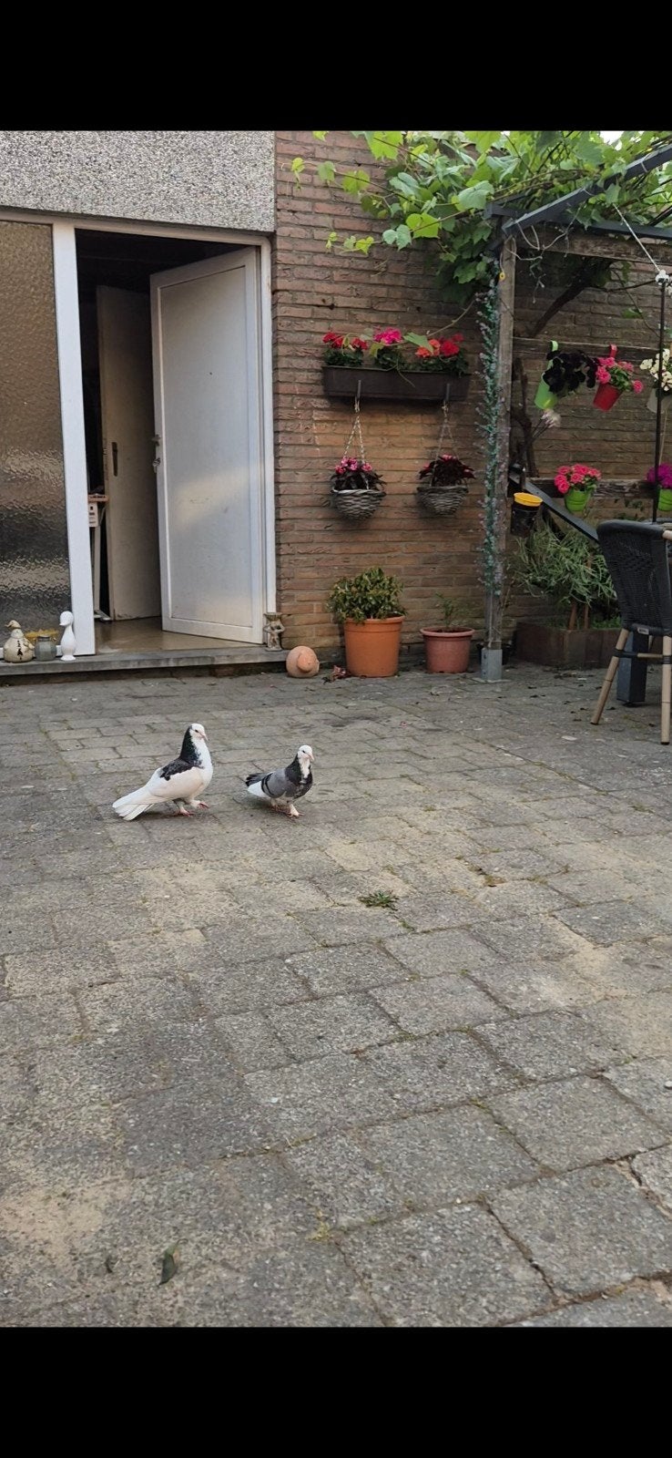 Mocht iemand mijn verdwaalde duiven vinden, neem dan alstubl, Dieren en Toebehoren
