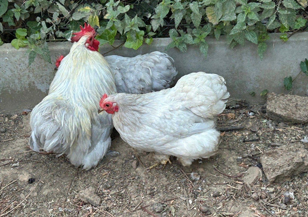 Cochin kriel trio, Dieren en Toebehoren
