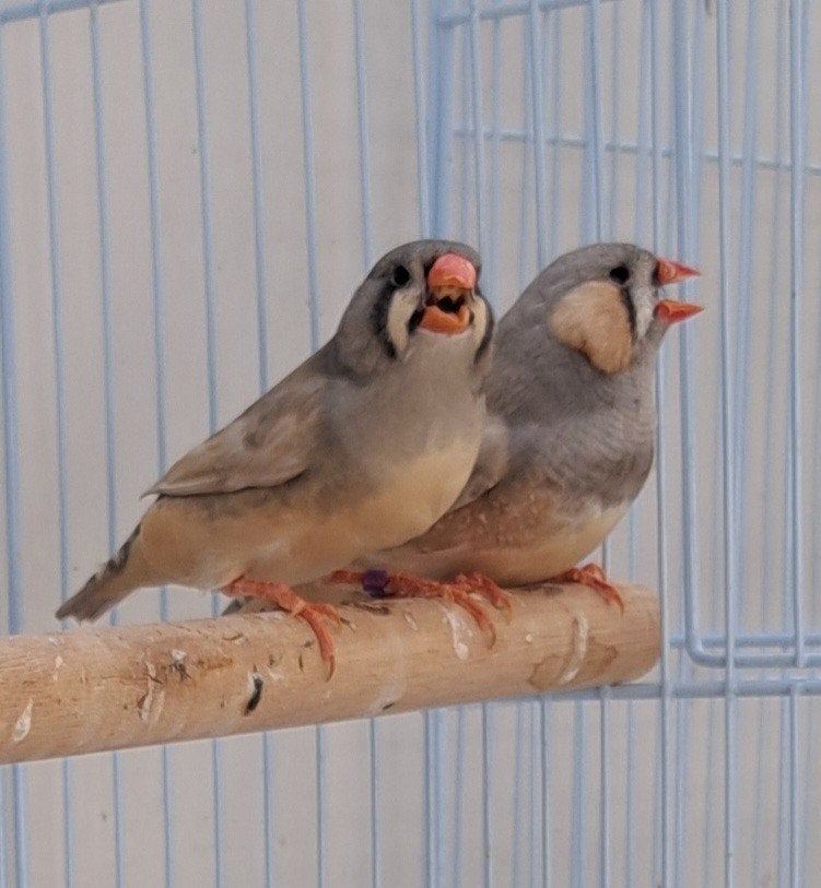 17 tt grote zebravinken , meerdere koppels, Meerdere dieren, Tropenvogel, Geringd