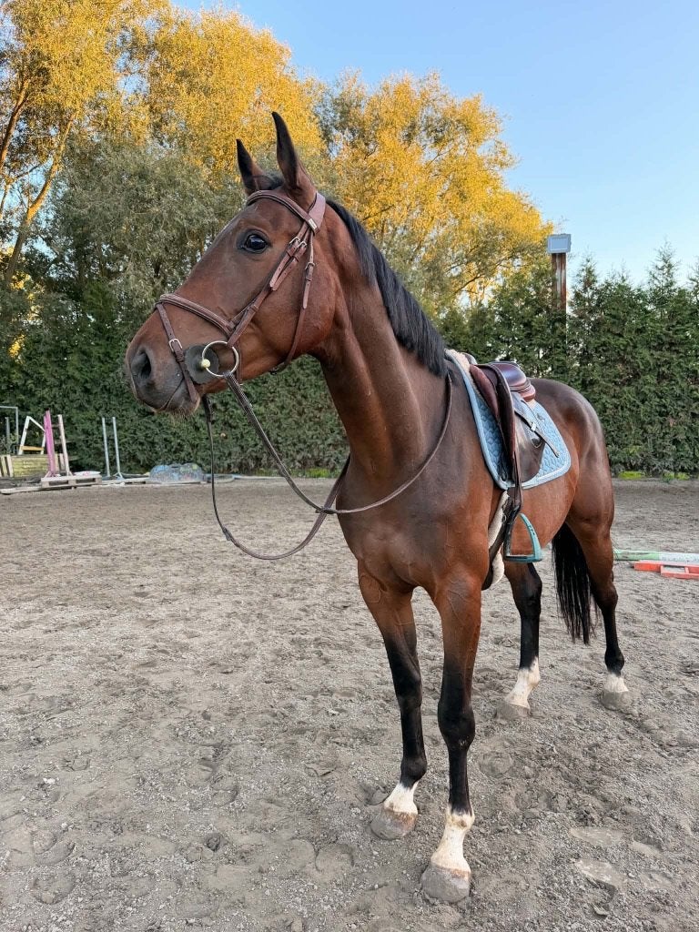 Jong springgefokte ruin, Springpaard, Ruin, Zadelmak, 3 tot 6 jaar