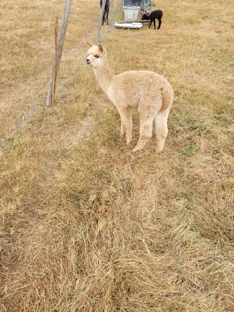 alpaca merrie, Dieren en Toebehoren, Overige Dieren, Mei, Vrouwelijk
