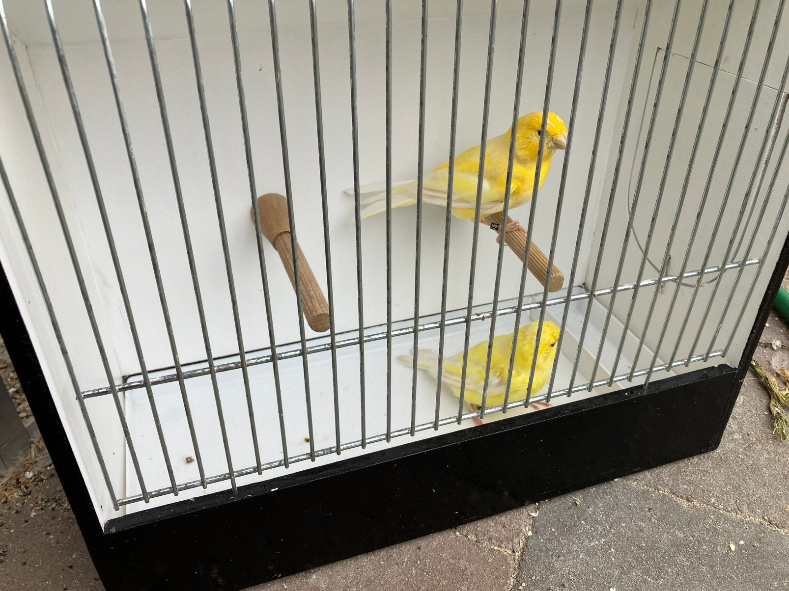 3 koppels gele kanaries, Animaux & Accessoires, Oiseaux | Canaris, Plusieurs animaux, Canari de couleur