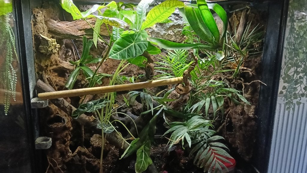 Terrarium  met alle nodige accessoires, Ophalen