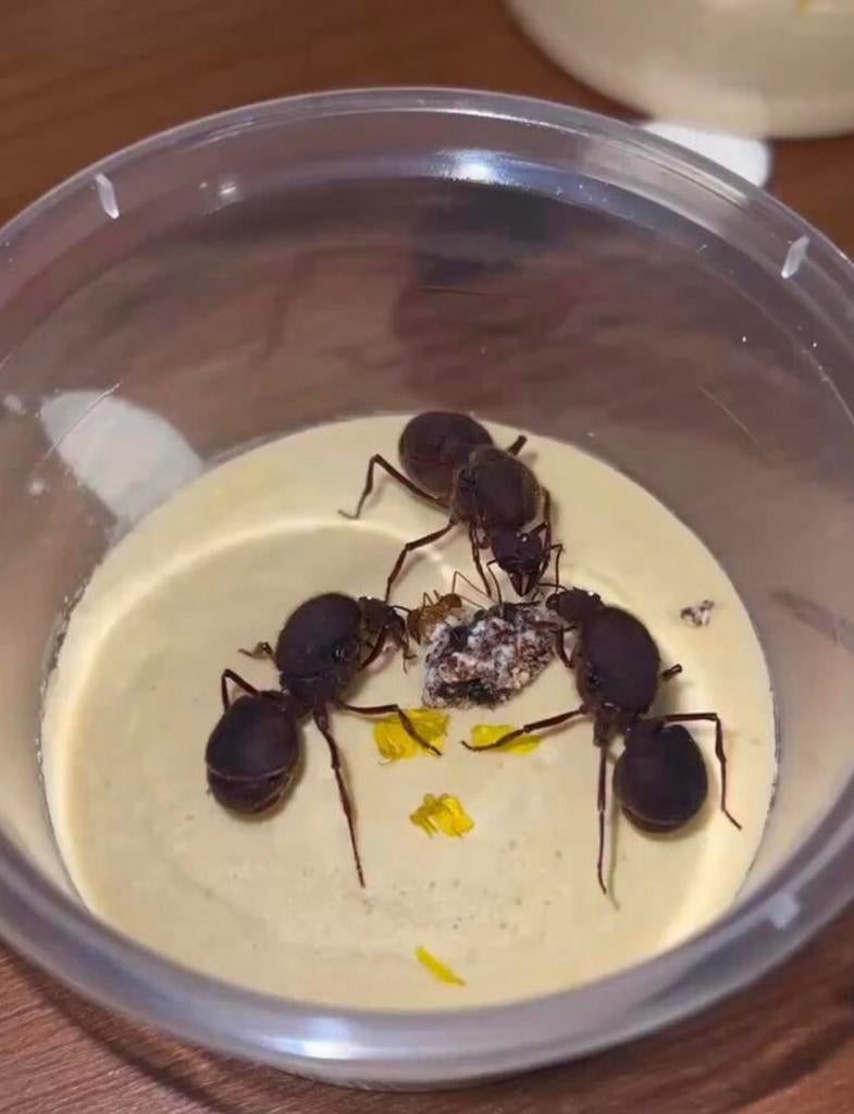 Atta Texana, Dieren en Toebehoren, Insecten en Spinnen, Mieren