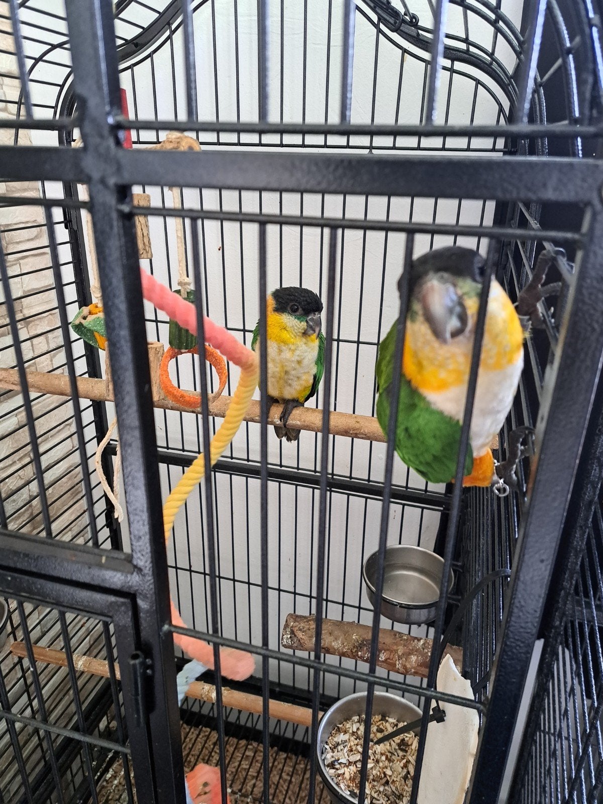 caique a tête noir, Enlèvement