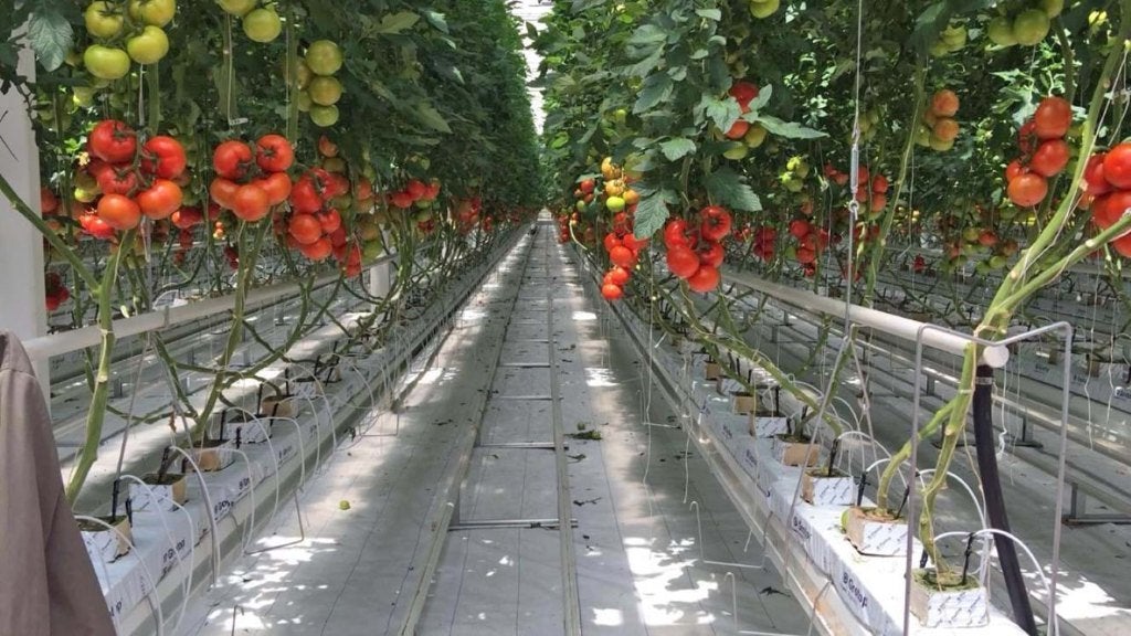 tomaten planten verzorger / oogsten, Offres d'emploi, Autres horaires, Premier Emploi, Contrat à durée indéterminée