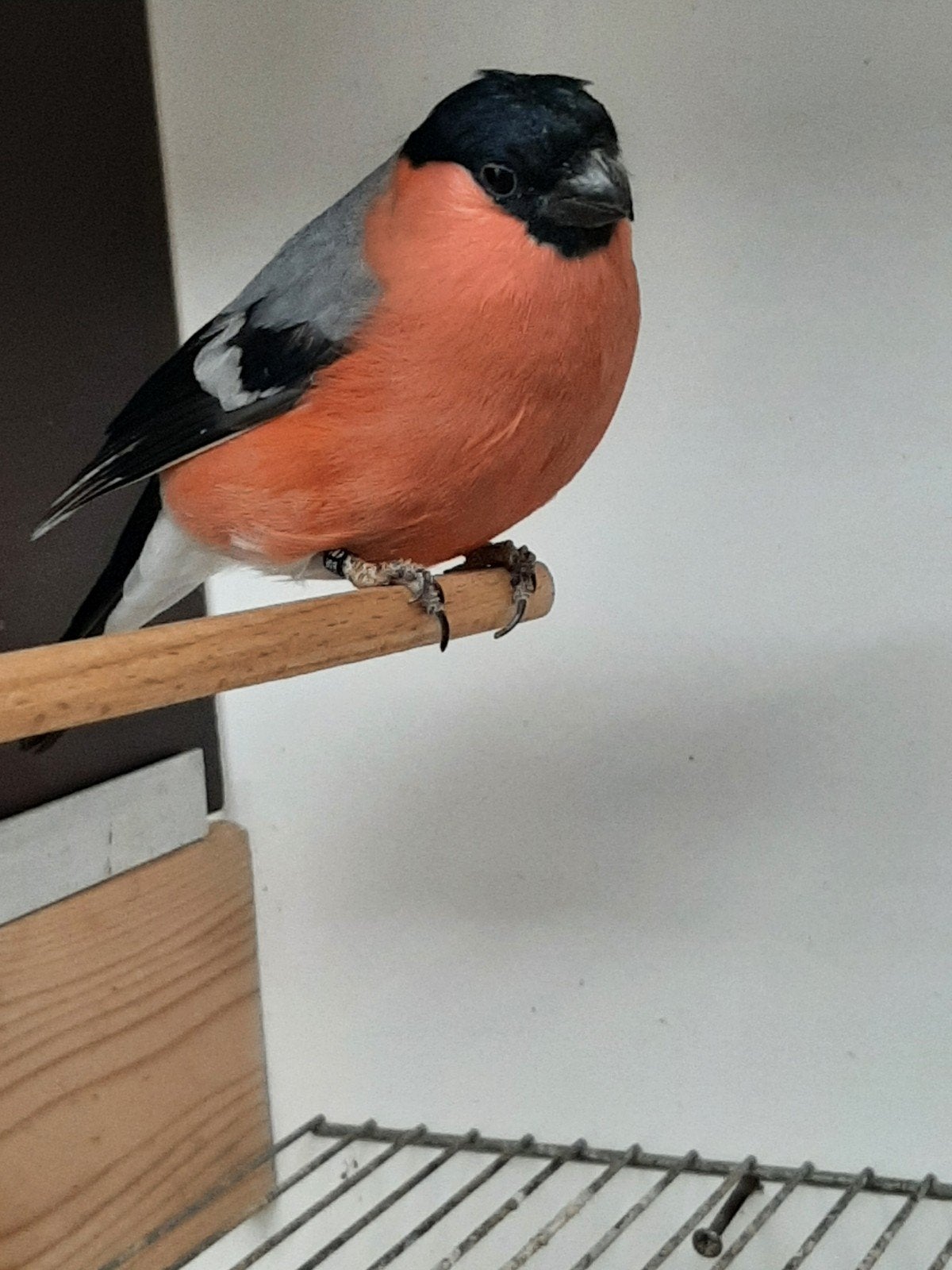 Noorse goudvink, Dieren en Toebehoren, Mannelijk, Wildzangvogel, Geringd