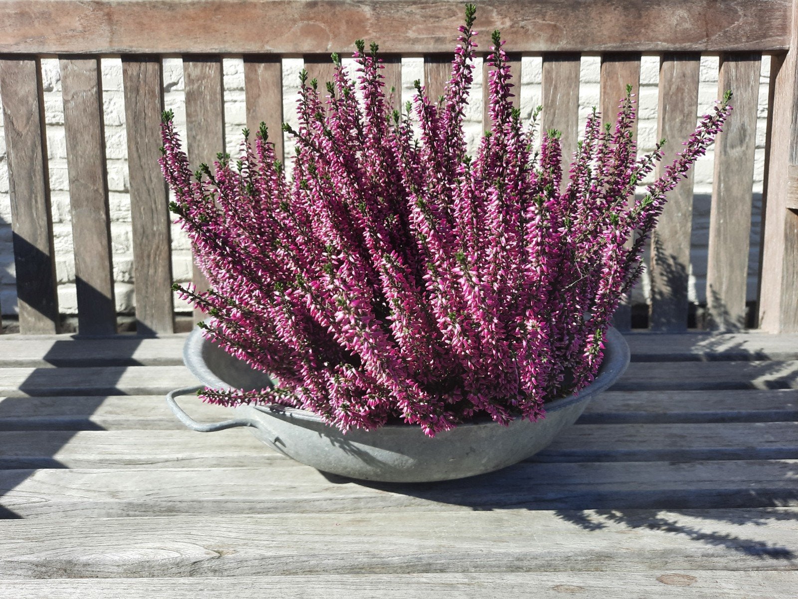 zinken teil, Overige materialen, Minder dan 30 cm, Minder dan 60 cm, Rond