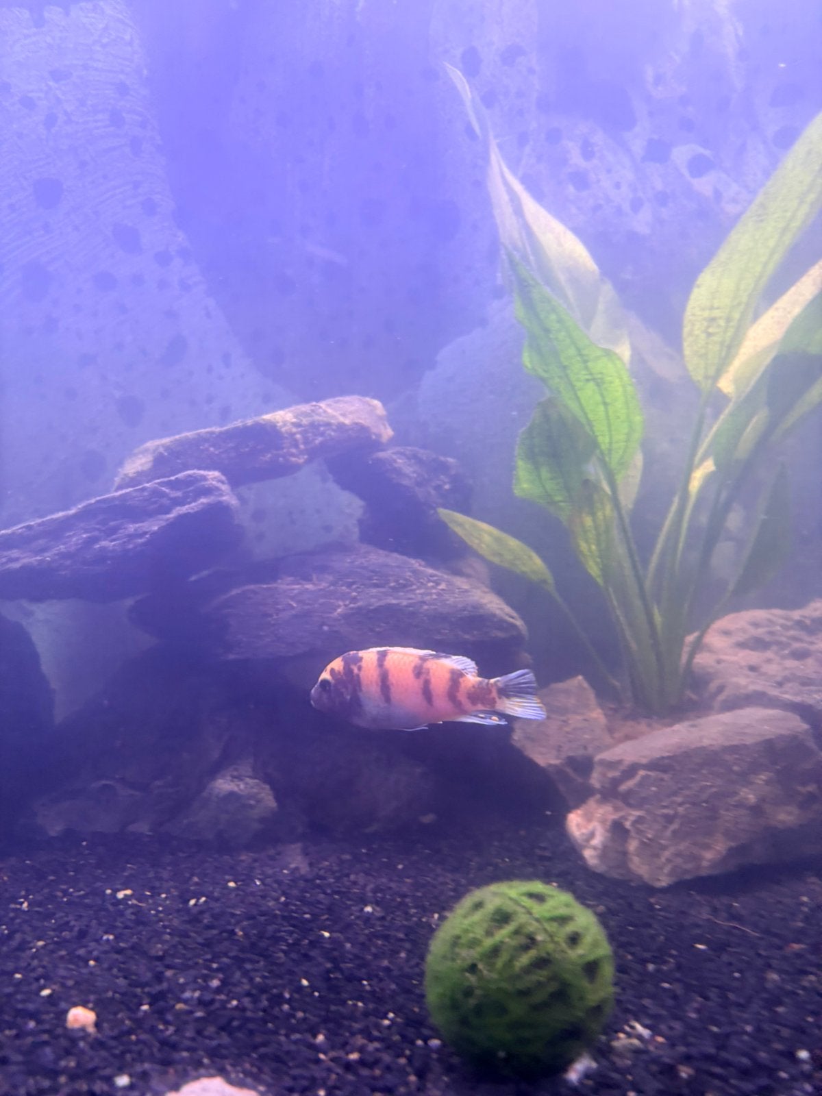 Male White top hara + 3 femelles, Dieren en Toebehoren