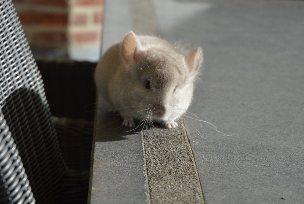 chinchilla beige bokje + standaard bokje  (2 maanden oud), Animaux & Accessoires, Rongeurs, Chinchilla, Mâle, Domestique, Mai