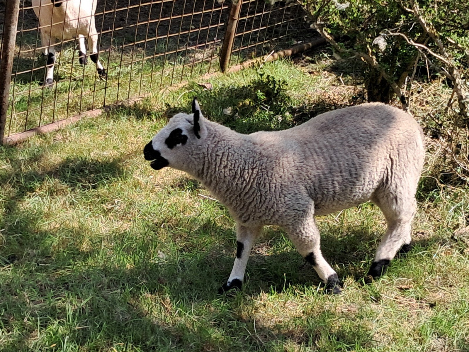 Kerry hill lammetjes, Dieren en Toebehoren, Schapen, Geiten en Varkens