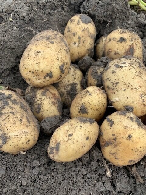Frieslander aardappelen / gratis tomaten, Zakelijke goederen, Ophalen of Verzenden