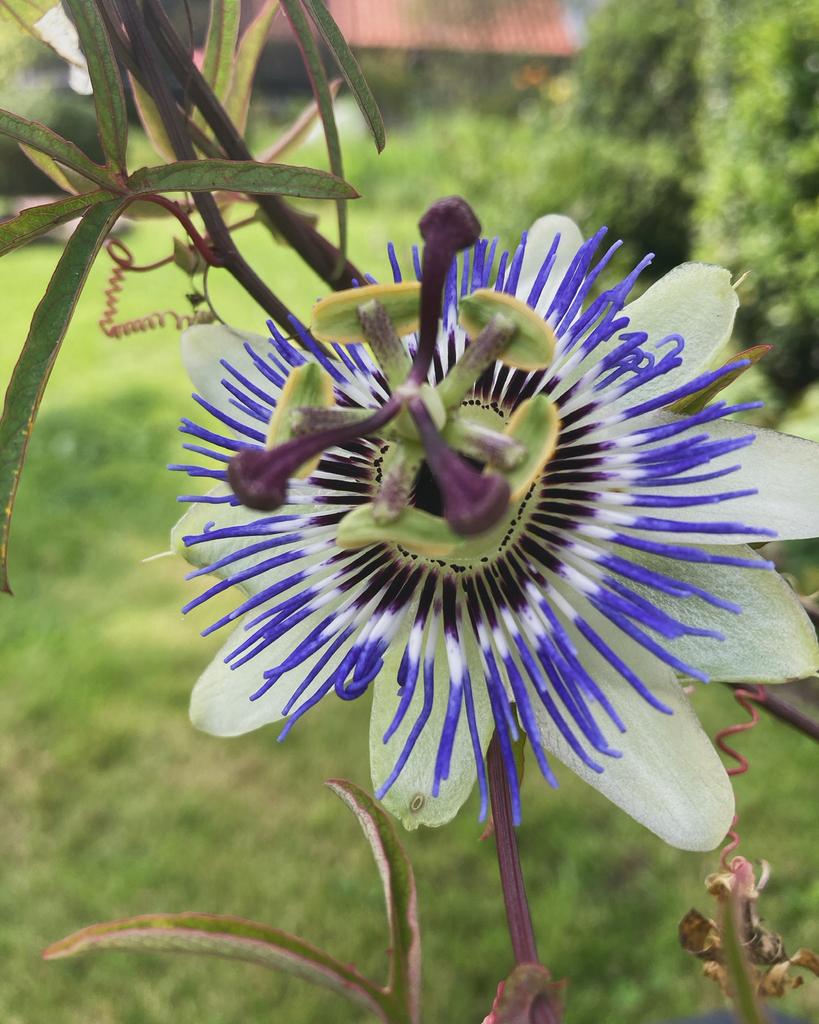 Passiebloem, Ophalen