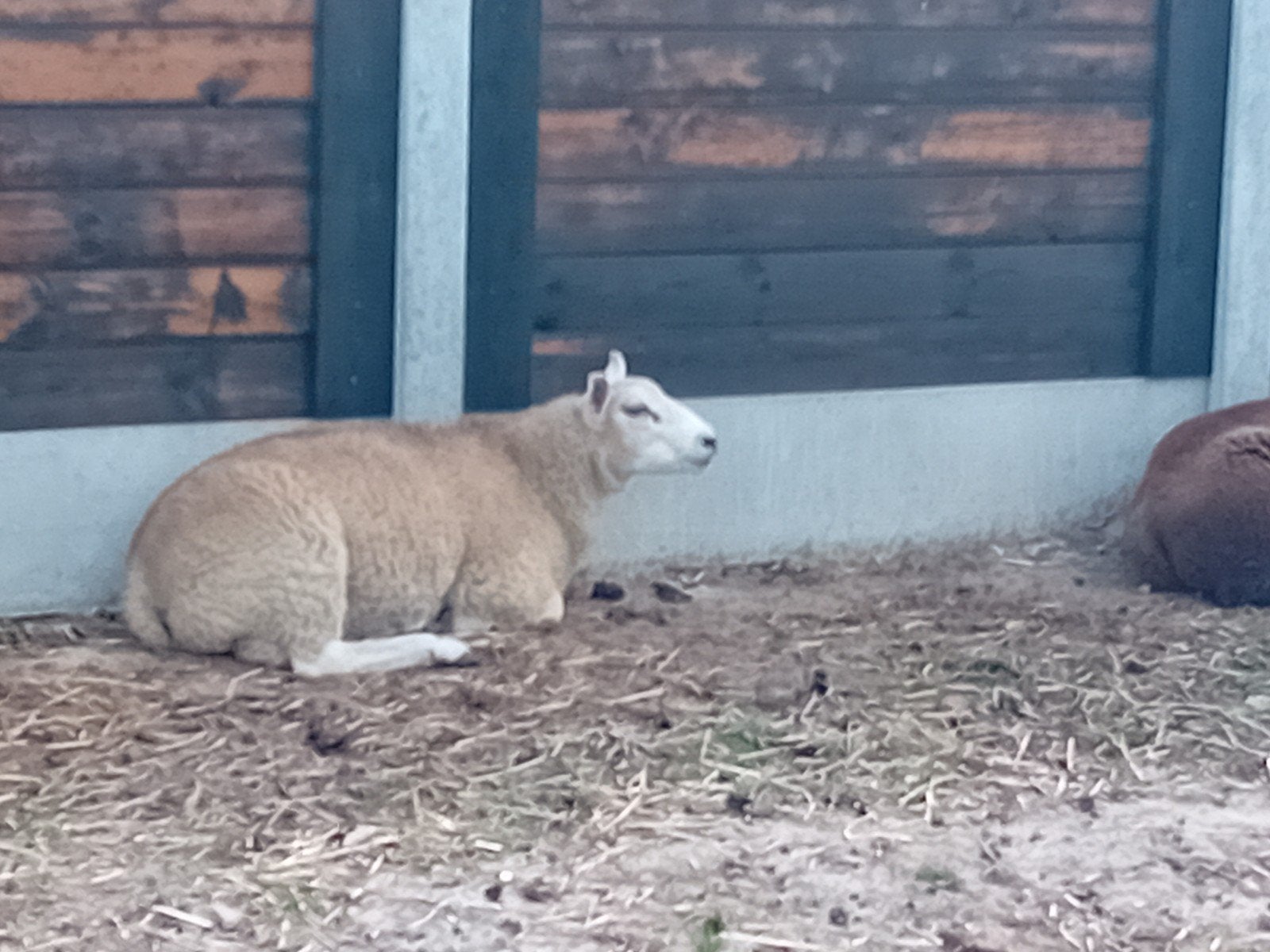 9 rammen, Mâle, Mouton, 0 à 2 ans