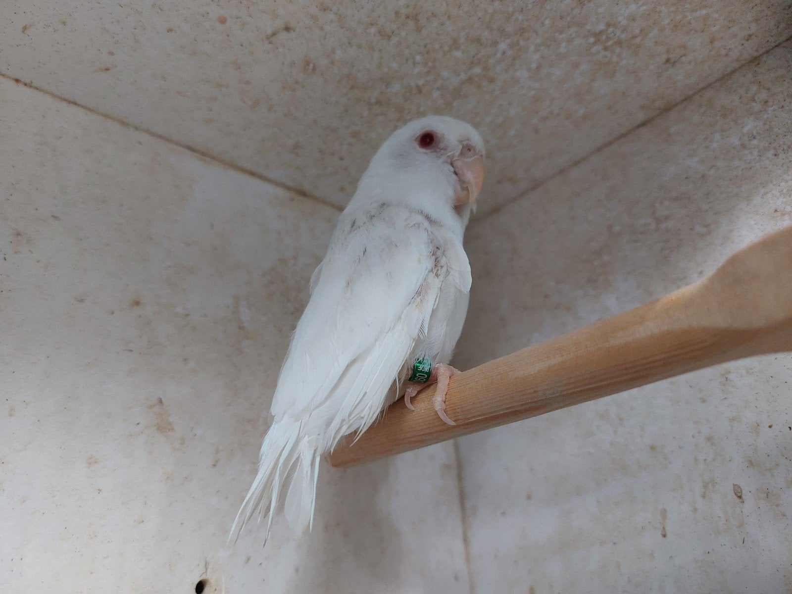 Forpus colestis albino