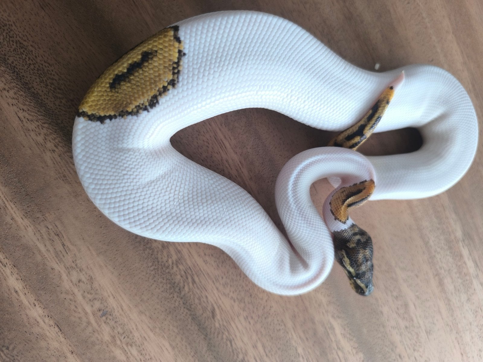 1.0 special pied het axanthic vpi 2025, Animaux & Accessoires, Reptiles & Amphibiens