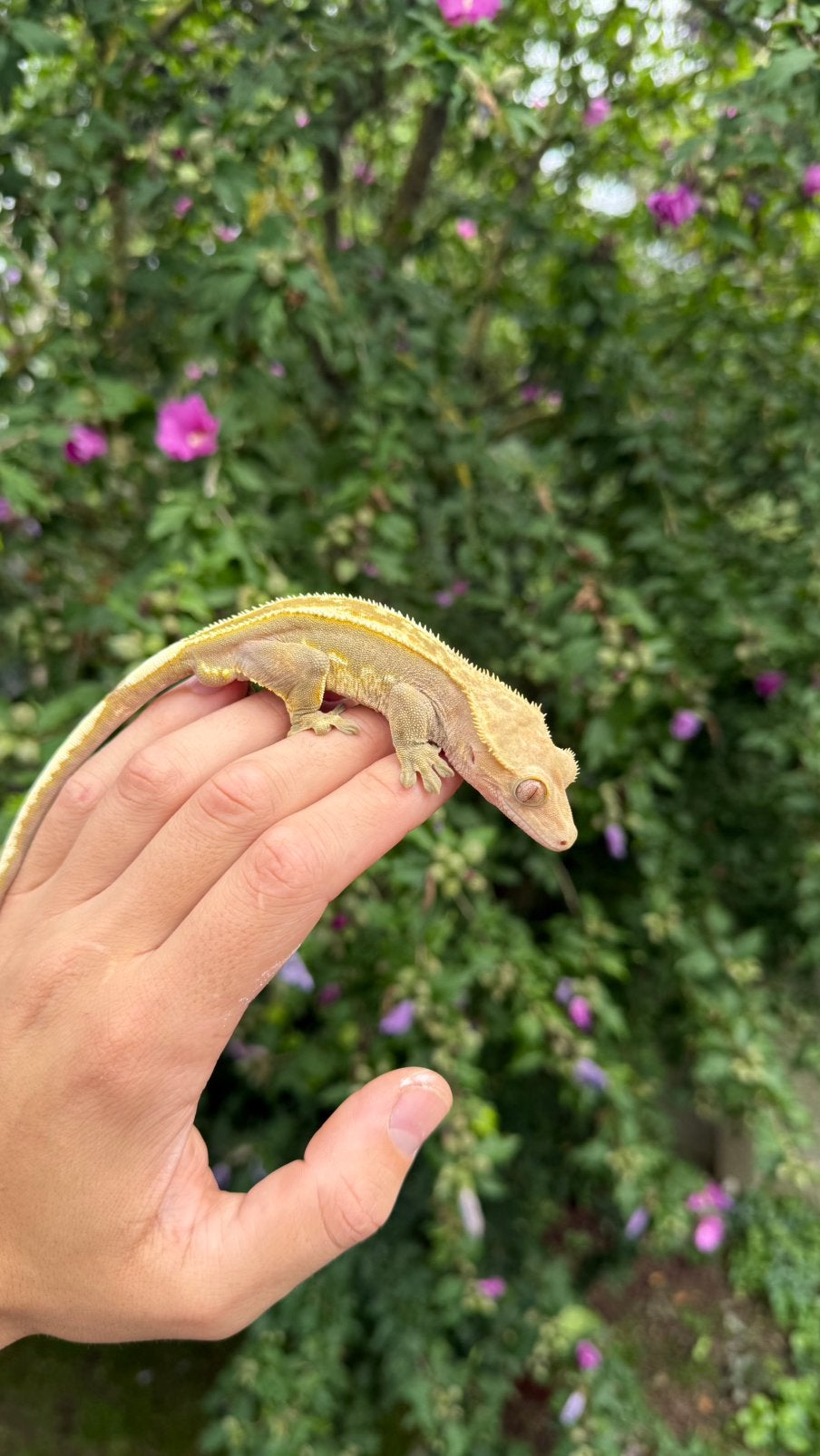 1.0 full pinstripe Wimpergecko