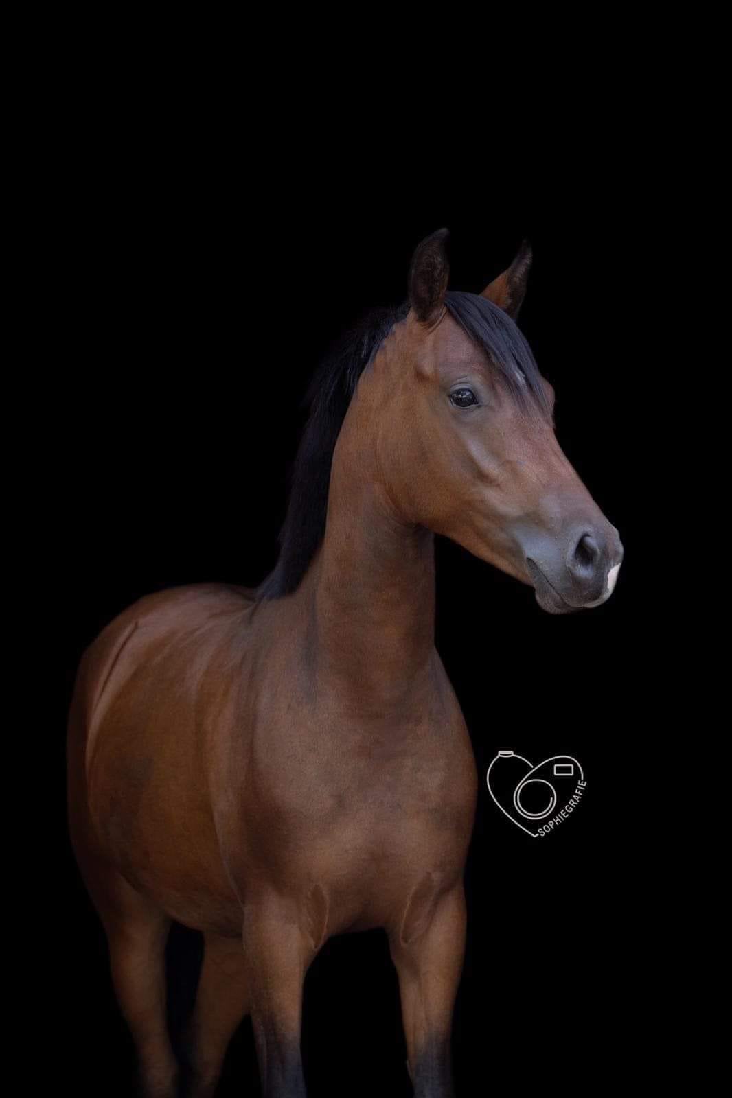 D-pony te koop, Dieren en Toebehoren, Pony's