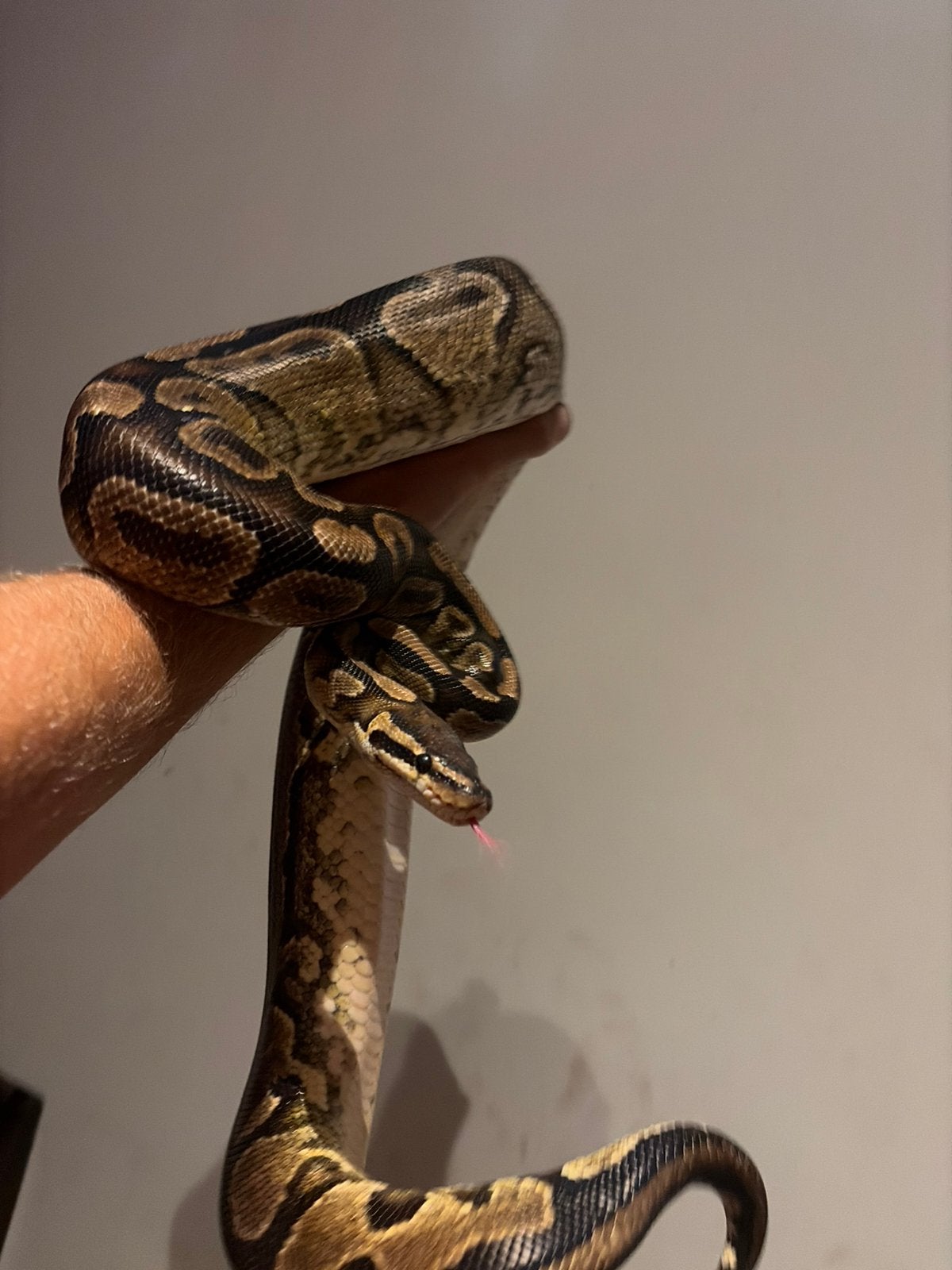 python reguis, Animaux & Accessoires, Serpent, Domestique, 0 à 2 ans
