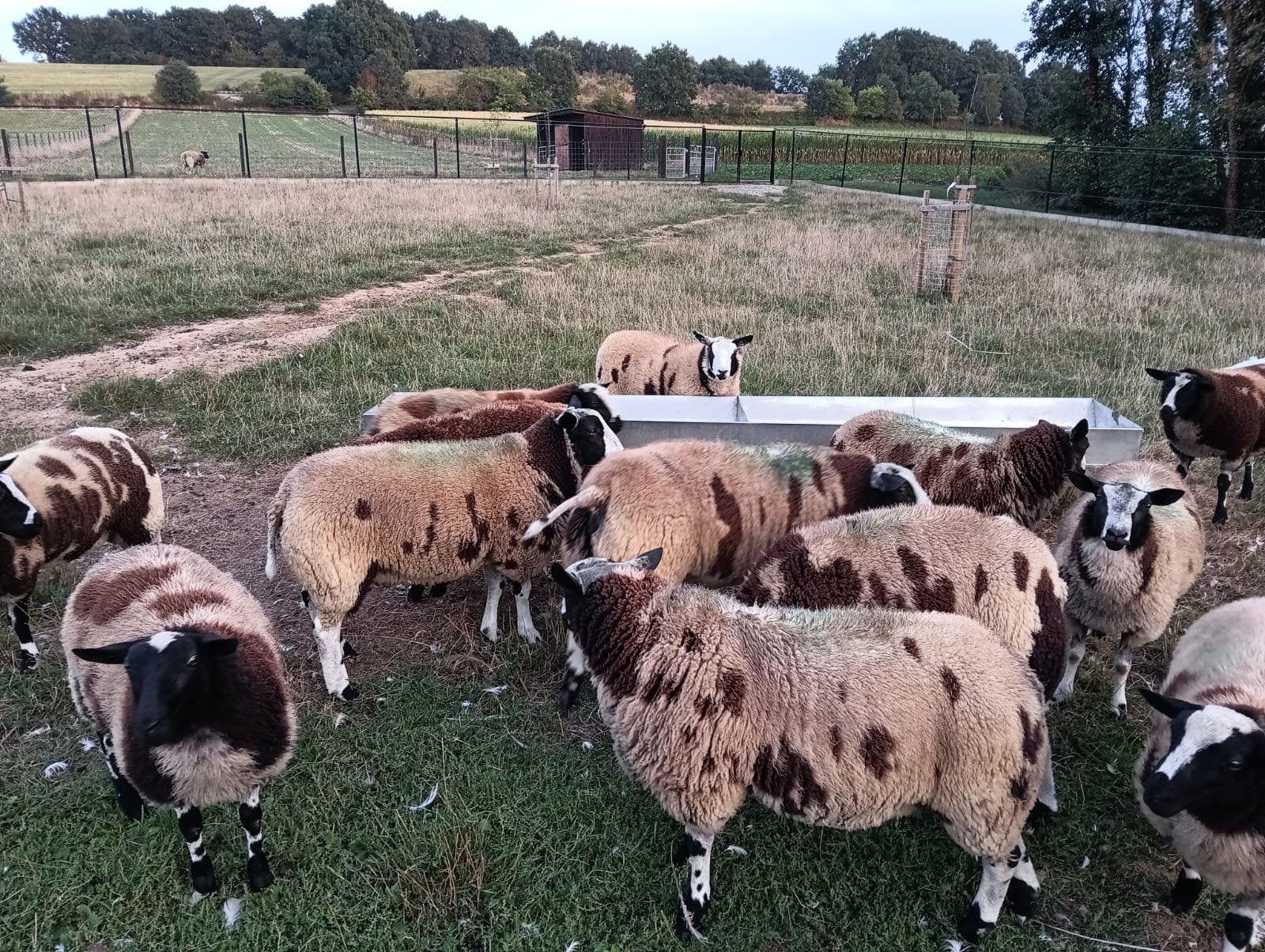 Baggerbonte rammen, Mâle, Mouton, 0 à 2 ans