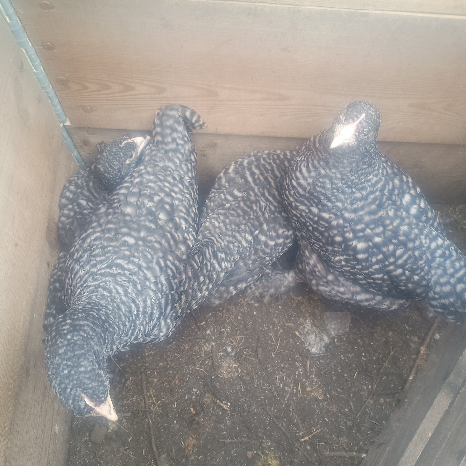 Mechelse koekoek Hennen/kippen van 8weken, Dieren en Toebehoren, Kip