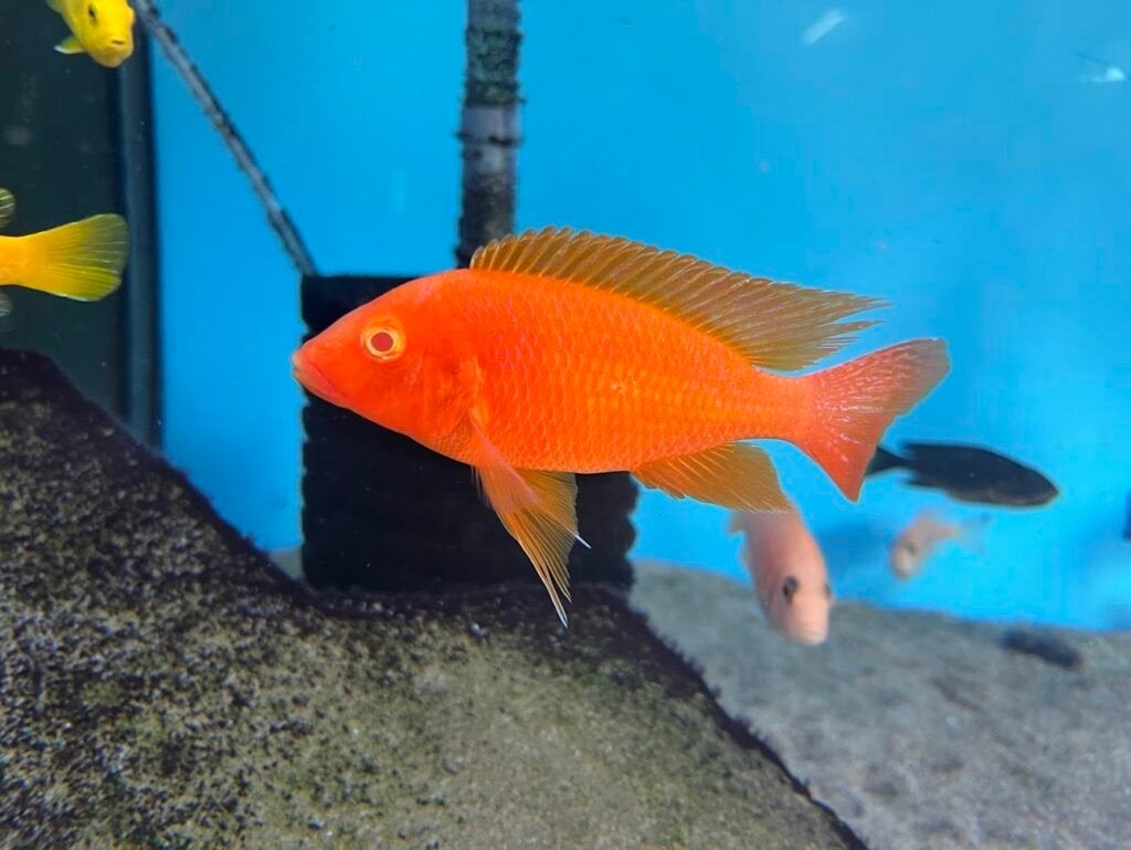 firefish te koop, Dieren en Toebehoren, Vissen | Aquariumvissen, Vis, Zoetwatervis