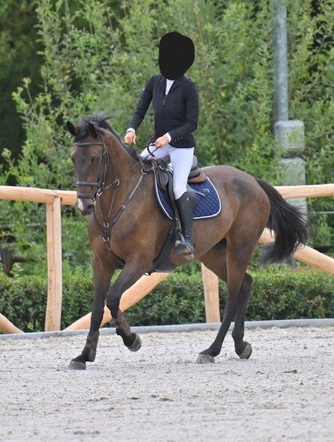 Te Koop: brave talentvolle merrie, Dieren en Toebehoren, Merrie, Springpaard, Met stamboom, L