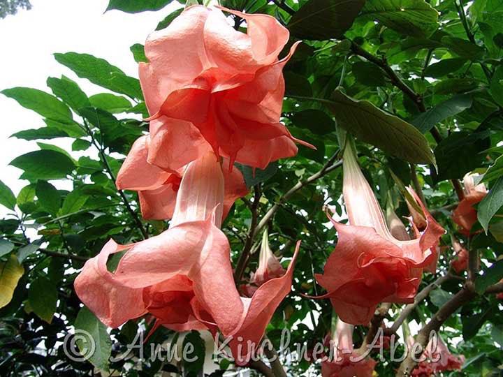 Angels Phänomenal Brugmansia planten (Dubbelbloemig), Autres espèces, Plein soleil, Été, Enlèvement