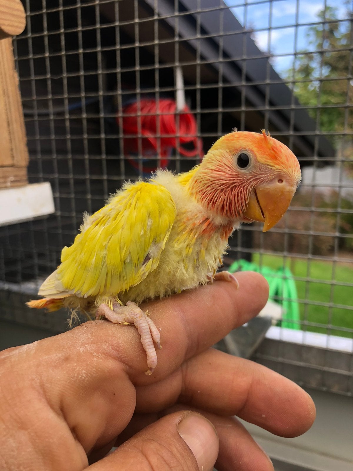 Baby pallid opalin dwergpapegaai, Dieren en Toebehoren