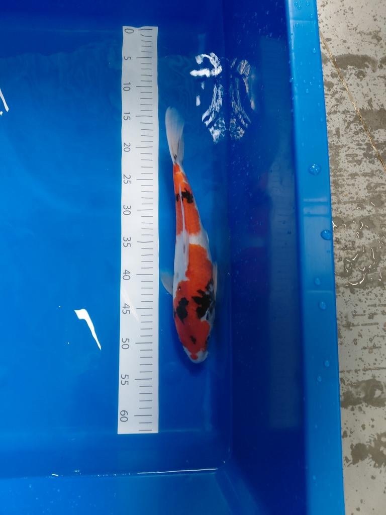Japanse koi