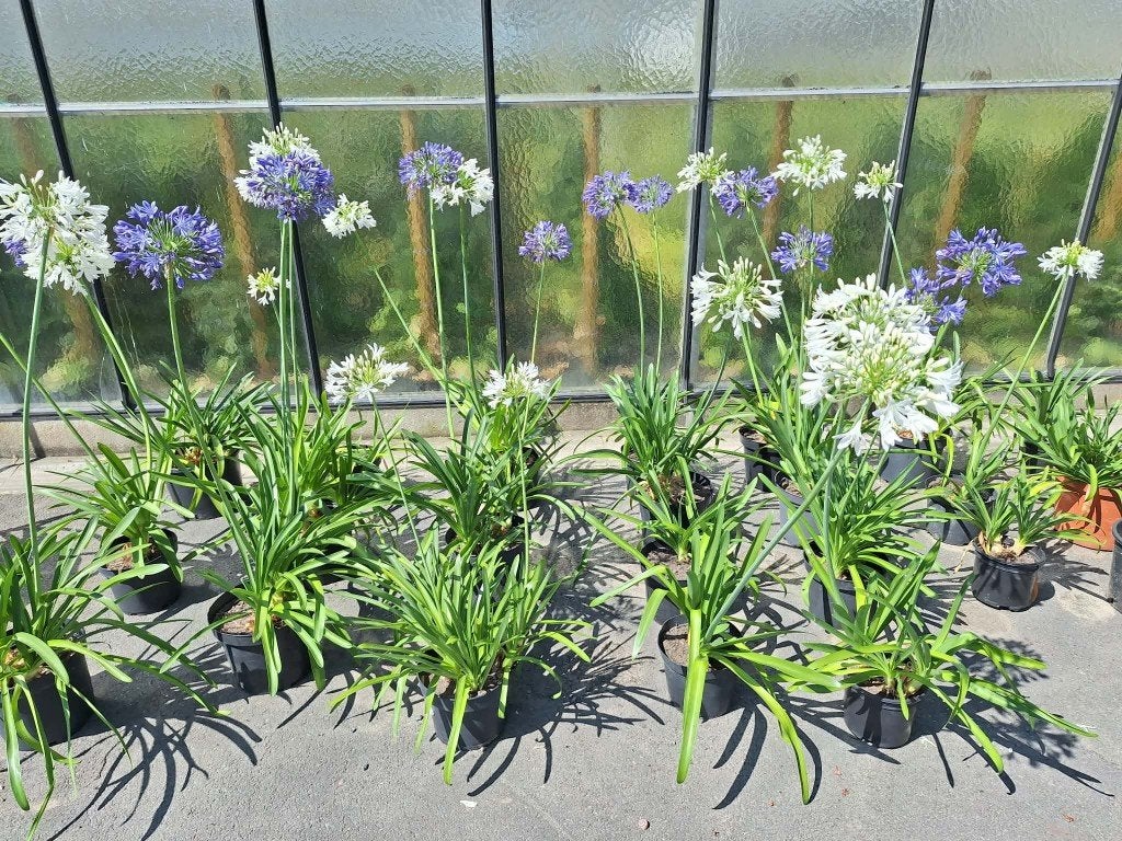 afrikaanse lelie/agapanthus/potplant, Tuin en Terras, Ophalen, Zomer, Vaste plant