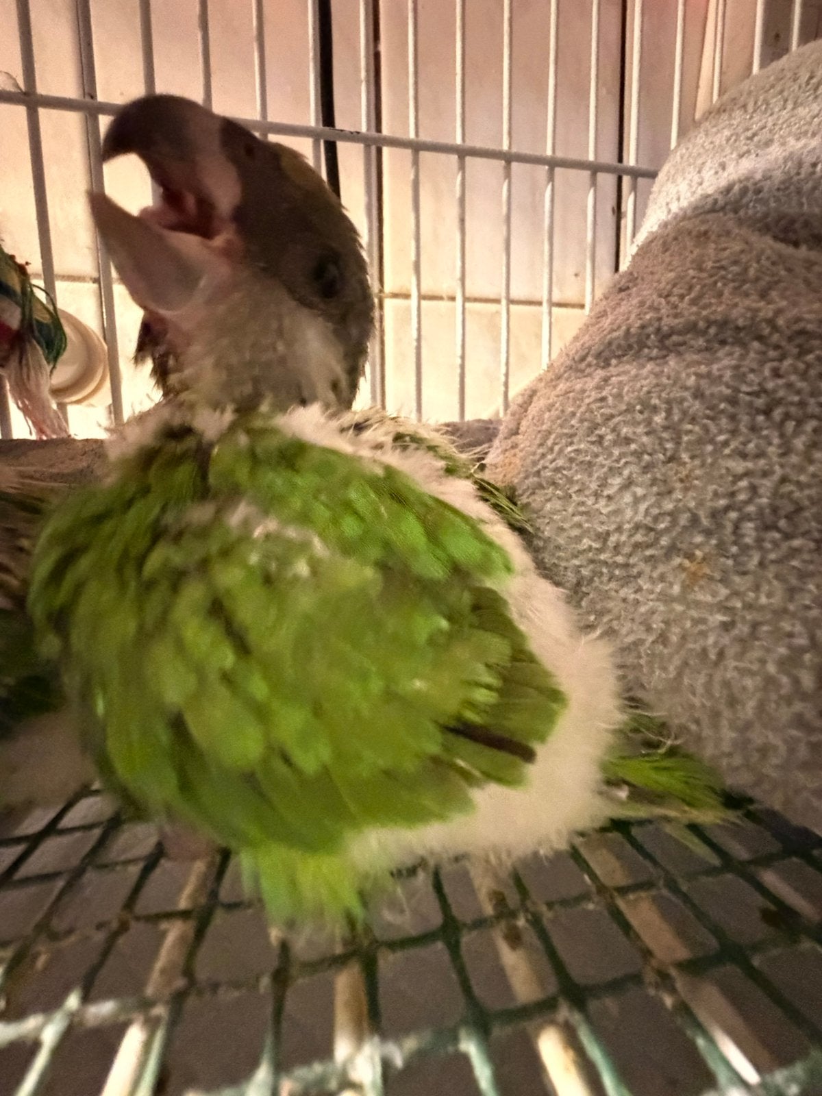 Youyou du senegal, Animaux & Accessoires, Oiseaux | Perruches & Perroquets, Mâle