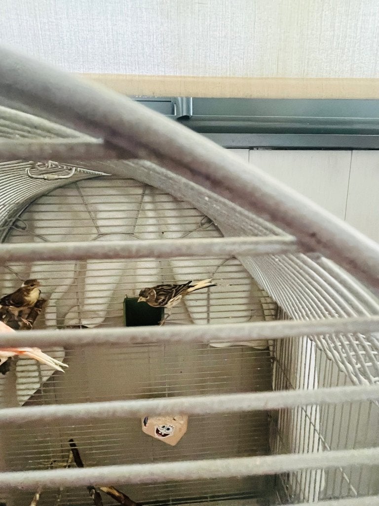 2 canari