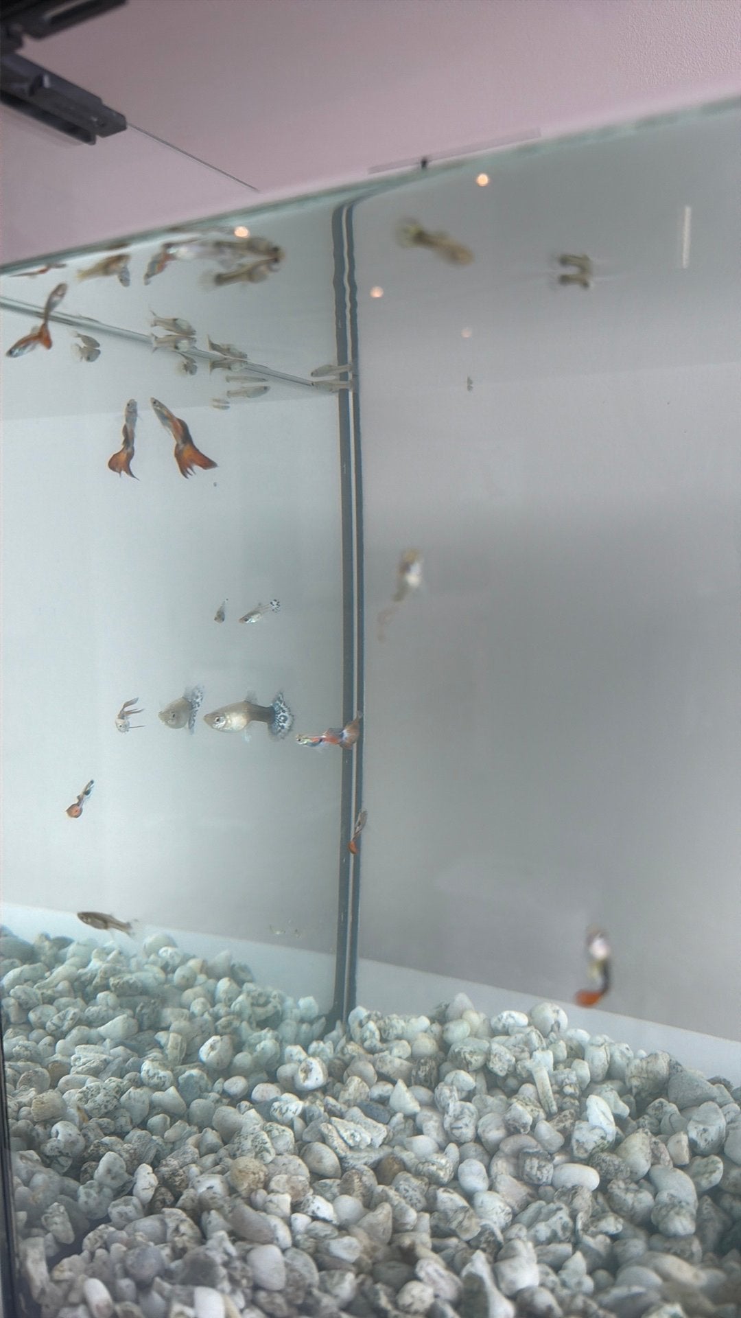Guppy’s, Animaux & Accessoires