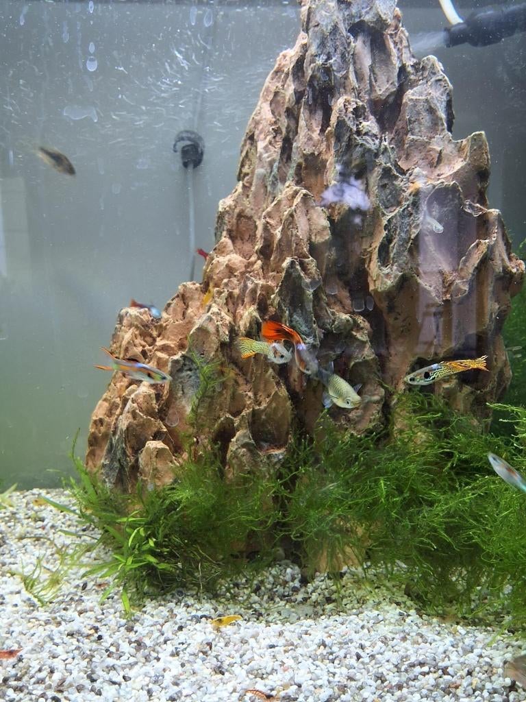 Guppy mix, Poisson, Poisson d'eau douce, Banc de poissons