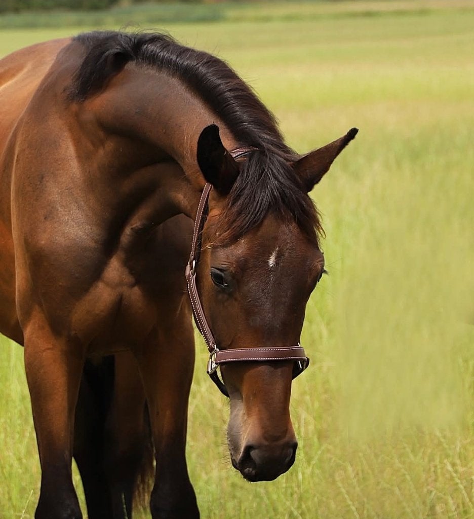 Top brave 2 jarige kwpn hengst dressuur, Hengst, Dressuurpaard, Met stamboom, 0 tot 2 jaar