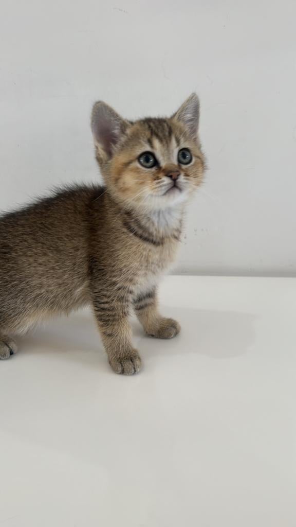 Laatste 2 kittens poesjes Britse korthaar, Dieren en Toebehoren, Gechipt, 0 tot 2 jaar