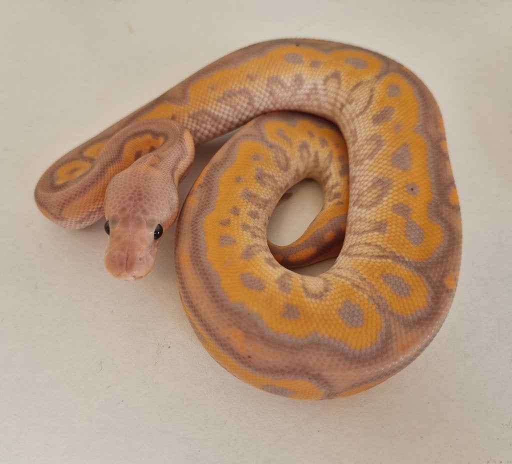 1.0 banana black pastel od (spotnose) clown koningspython, Dieren en Toebehoren