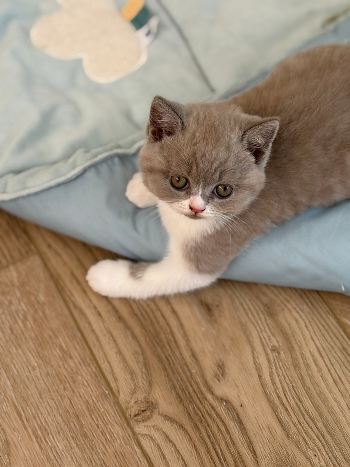 Brits Korthaar kittens te koop, Dieren en Toebehoren, Katten en Kittens | Raskatten | Korthaar, Meerdere dieren, 0 tot 2 jaar