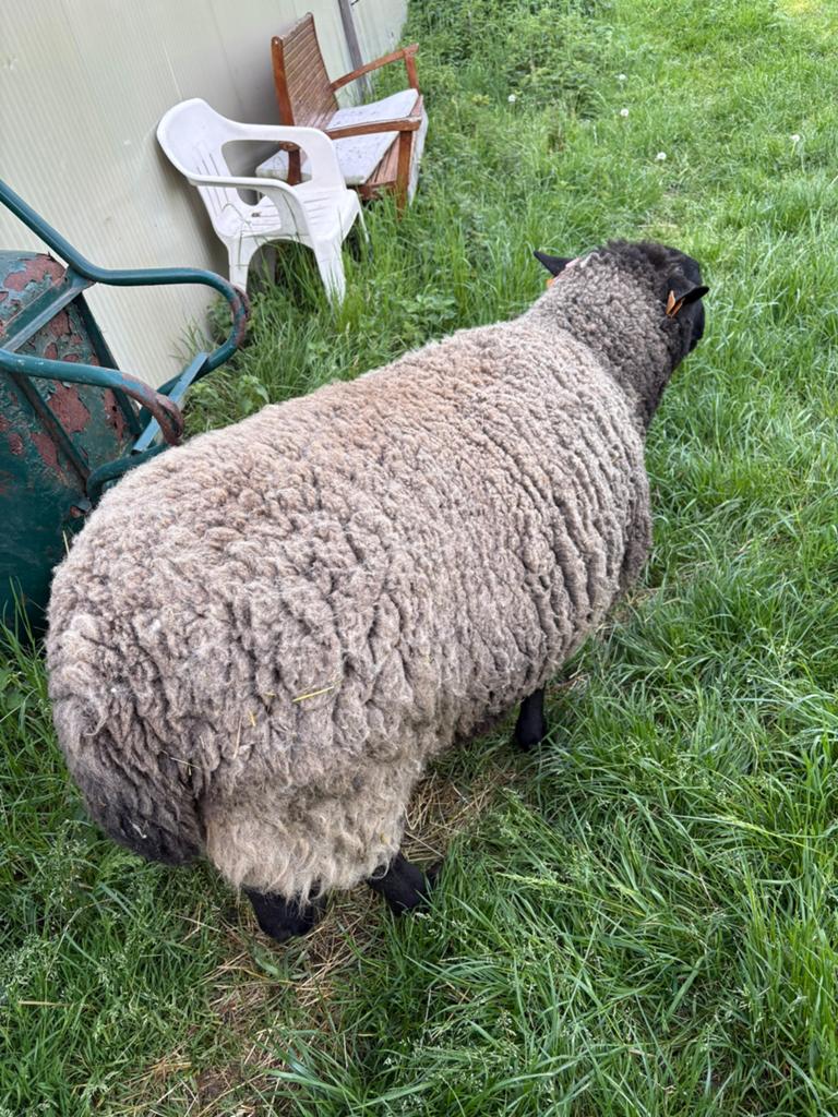 Twee ooien suffol, Dieren en Toebehoren, Schapen, Geiten en Varkens, Vrouwelijk, Schaap, 0 tot 2 jaar