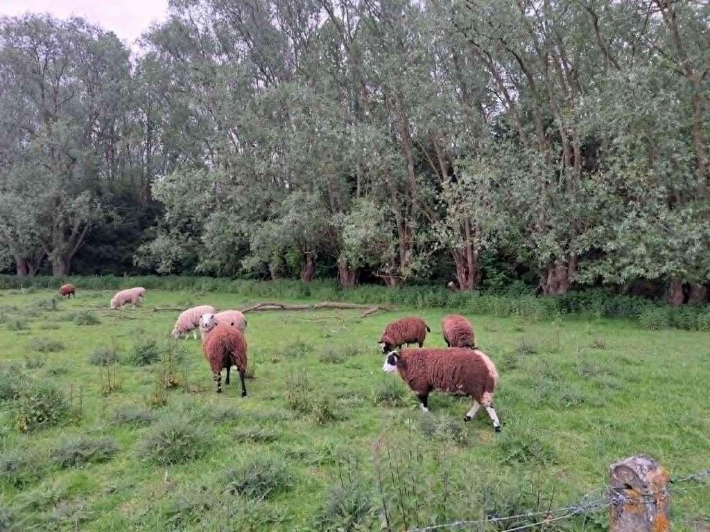witte schapenbokken te koop, Dieren en Toebehoren, Overige Dieren, Augustus, Mannelijk