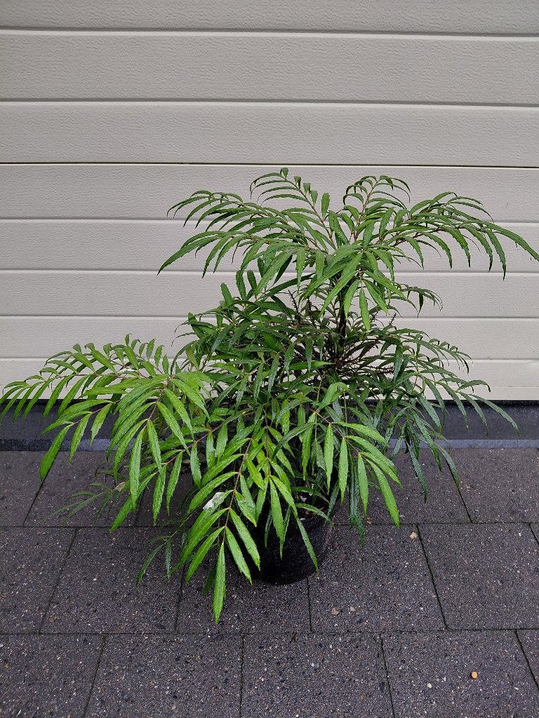 Mahonia Volcano, Enlèvement, Mi-ombre