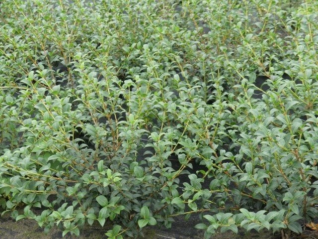 Osmanthus Burkwoodii , schijnhulst, Jardin & Terrasse, Enlèvement, Buis