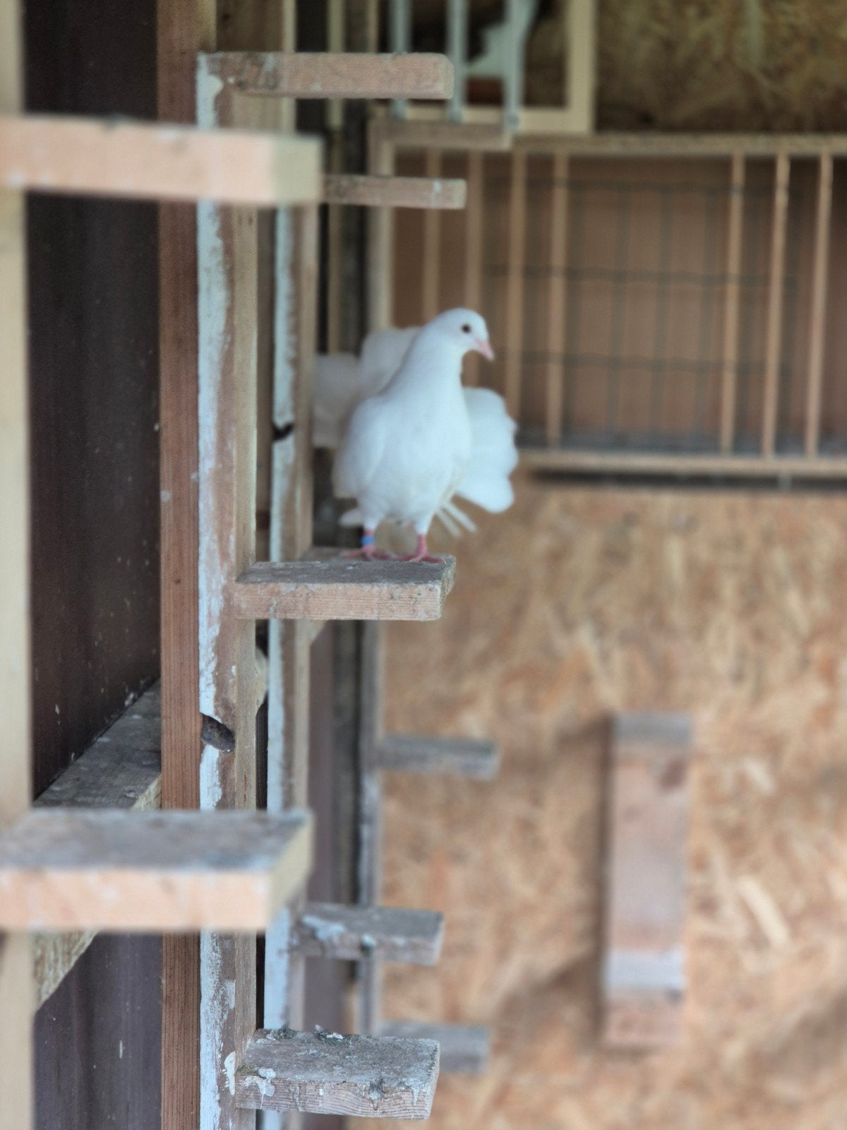 te koop een mooie witte pauwstaart (duiver), Dieren en Toebehoren