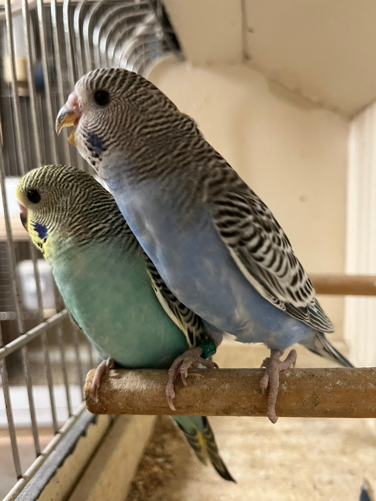 Jonge grasparkieten, Plusieurs animaux, Perruche, Bagué