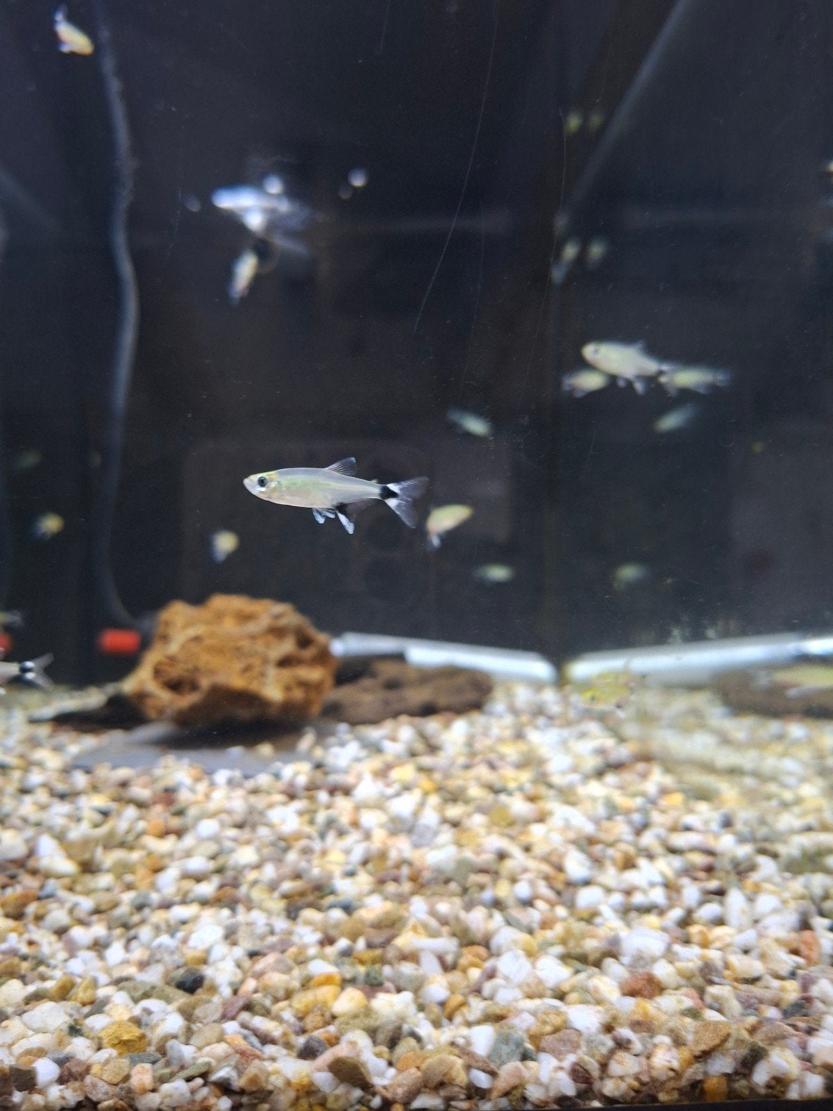 Panda tetra, Dieren en Toebehoren