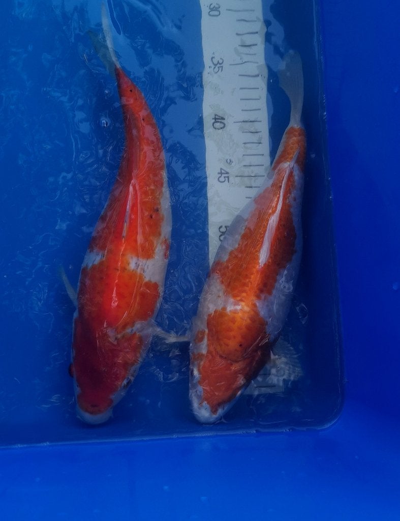 2 koïs japonaises., Animaux & Accessoires, Carpe ou Koï