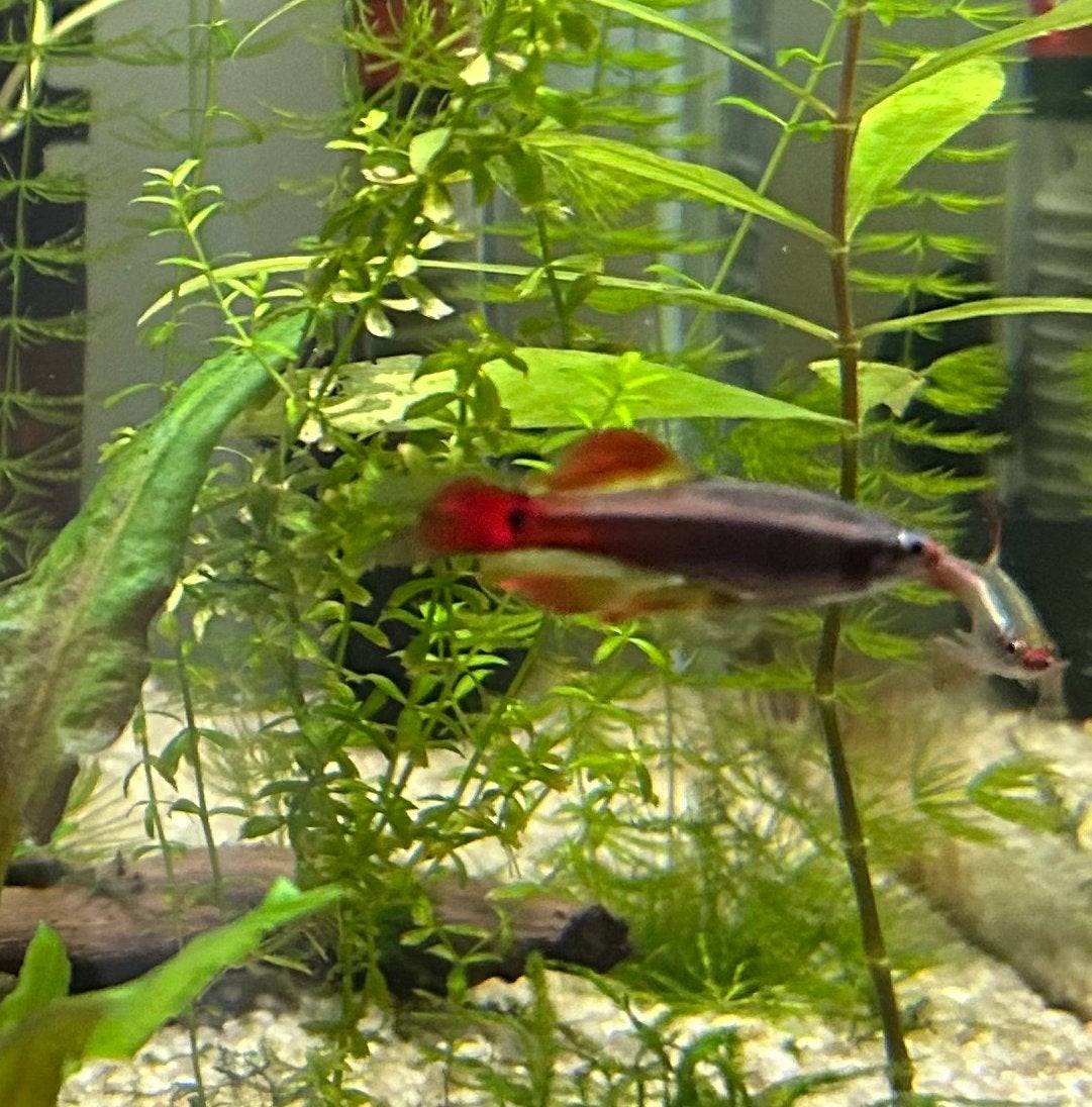 Chinese danio’s, Dieren en Toebehoren, Zoetwatervis, Schoolvis